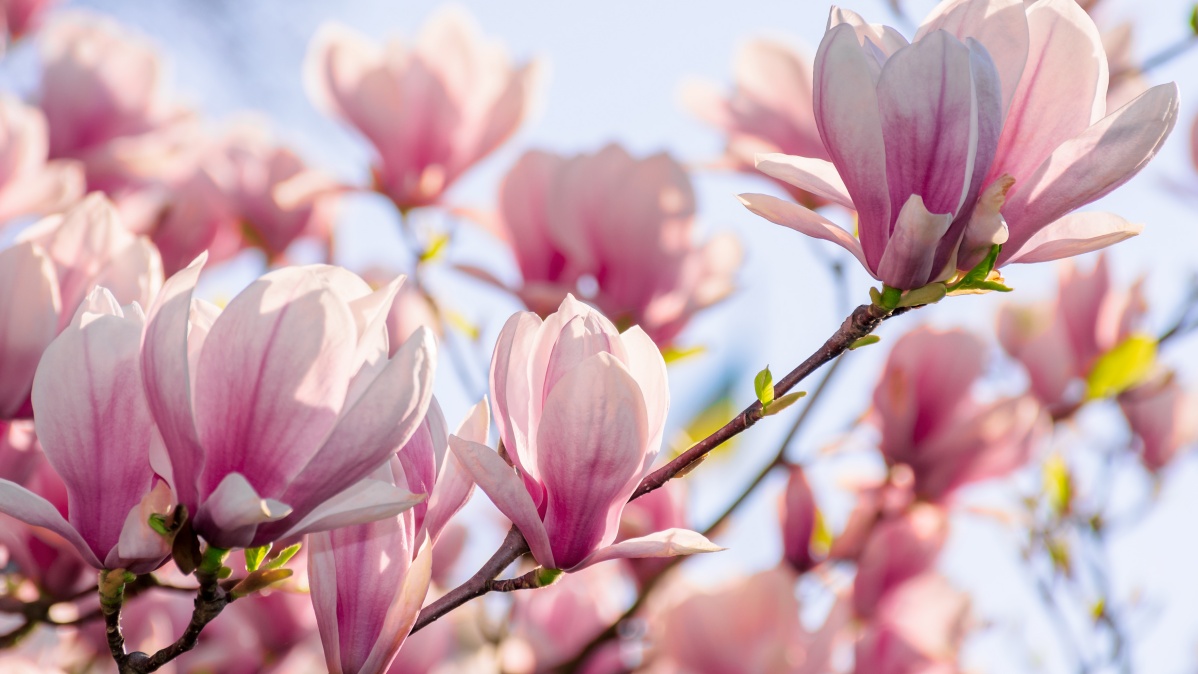 magnolia tree in bloom