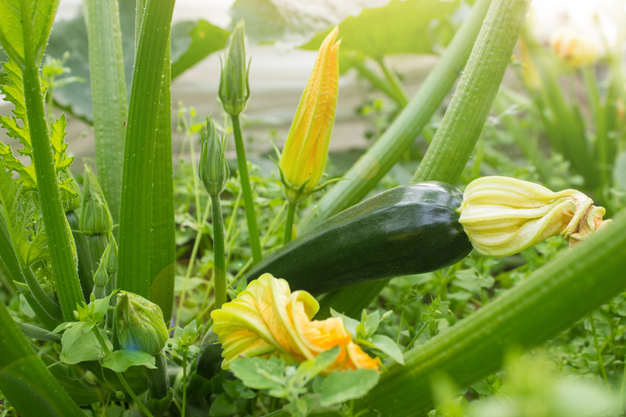 zucchini squash growing in a garden